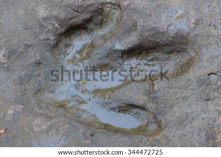Dinosaur footprints The imprint on the rock era, In the early Cretaceous,A large carnivorous species about 140 million years,in Kalasin,Thailand