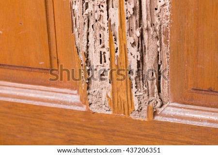 The wood door with termites damage