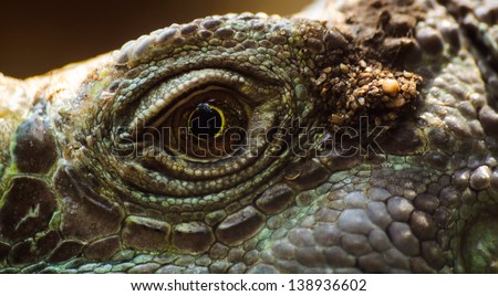 close up of lizard eye