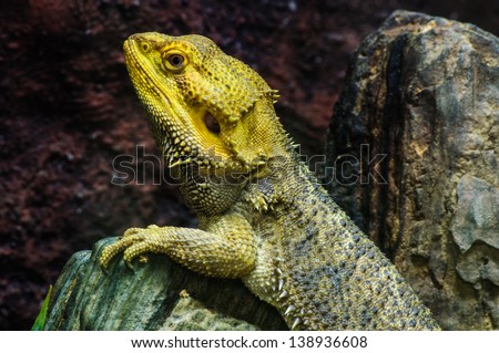 close up of Bearded dragon