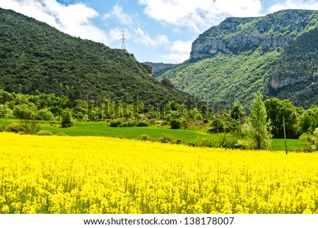 SOBRON, SPAIN - MAY 11: A field of rape. Rapeseed oil is extracted from the seed of rapeseed, used mostly in Europe as a condiment and for lighting. May 11, 2013 in Sobron, Basque Country, Spain