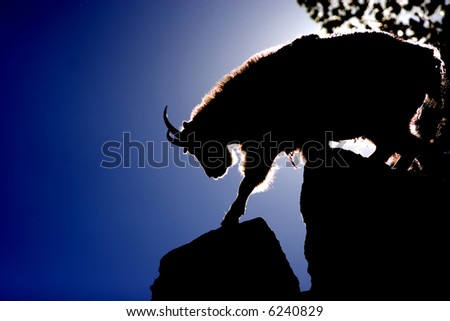 Silhouetted Shaggy Mountain Goat