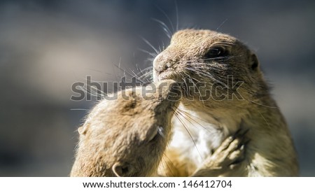 Prairie dogs (Cynomys) interacting with each other