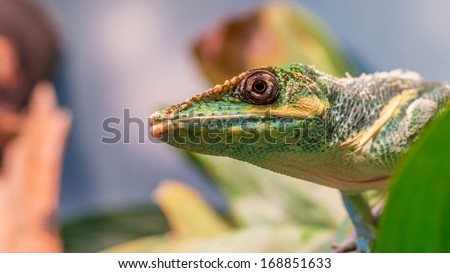 Knight anole (Anolis equestris) from the side looking up