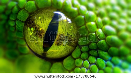Green Python (Morelia Viridis). Closeup Of The Eye