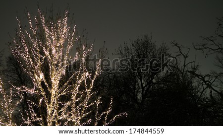 Tree crown with small lights on a background of dark trees