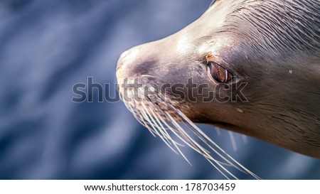 sea lion head from the side