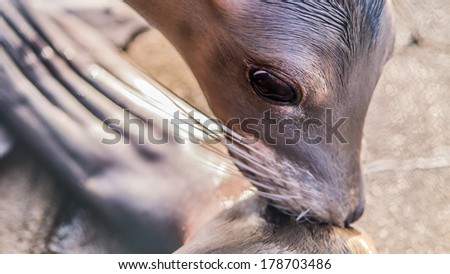 Sea lion grooming tail, eyes open