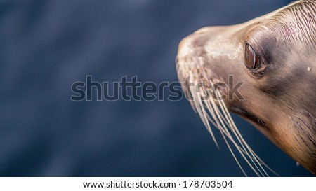 sea lion head from the side leaving space for text to the left