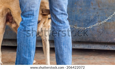 Angry and afraid chained up mix breed guard dog from India peeking through the owners legs, staring at the photographer