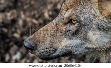 Eurasian wolf (Canis lupus lupus) face from the side