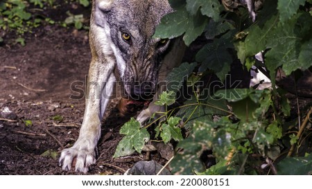 Angry looking Female Scandinavian wolf (Canis lupus lupus) with summer coat staring at the camera while shaking a piece of meat