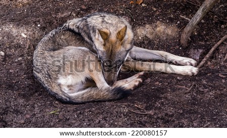 Sad or sleeping female Scandinavian wolf (Canis lupus lupus) with summer coat is curled up on the ground