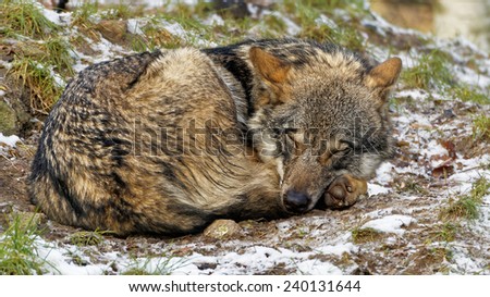 Cute looking curled up Sleeping female Scandinavian gray wolf in winter coat in a snowy forest