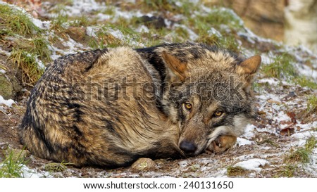 Cute looking curled up female Scandinavian gray wolf with winter coat looking into the camera in a snowy forest