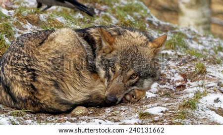Cute looking curled up female Scandinavian gray wolf with winter coat looking sadly into the camera in a snowy forest