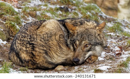 Cute looking curled up female Scandinavian gray wolf with winter coat looking scared at whats happening behind her