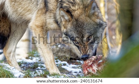 angry looking female Scandinavian gray wolf tearing meat off a spine in a snowy winter forest