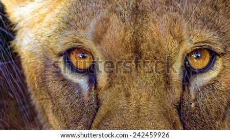 Lioness staring directly into the camera behind scratched glass