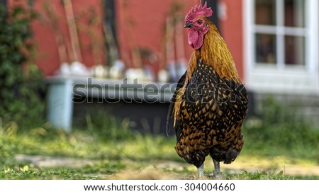 Danish Country Hen Rooster from the front. The Danish Country Hen is an very old danish breed, probably the last genuine Country Hen Breed in Europe.