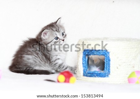 puppy of siberian cat play with toys