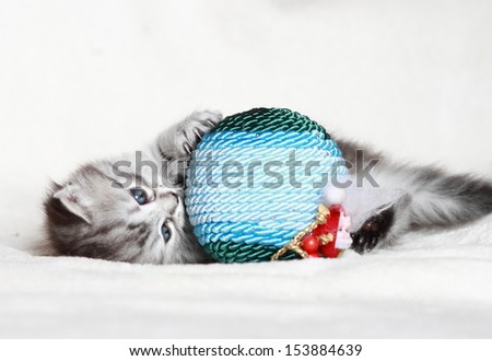 Puppy of siberian cat with a Christmas ball,silver version