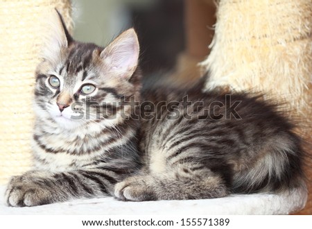brown kitten of siberian race at two months