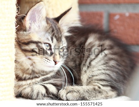 brown kitten of siberian race at two months