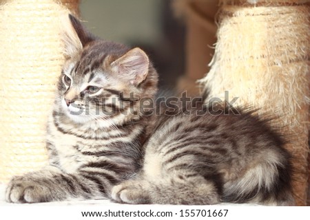 brown kitten, siberian cat