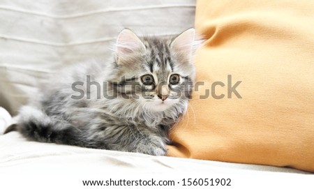 brown kitten of siberian breed