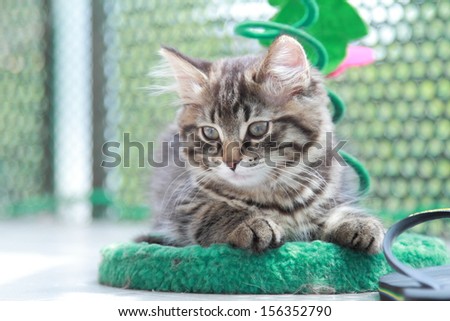 brown kitten of siberian breed with a little scratching post
