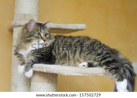 female of siberian cat on the scratching post, version brown tabby with white