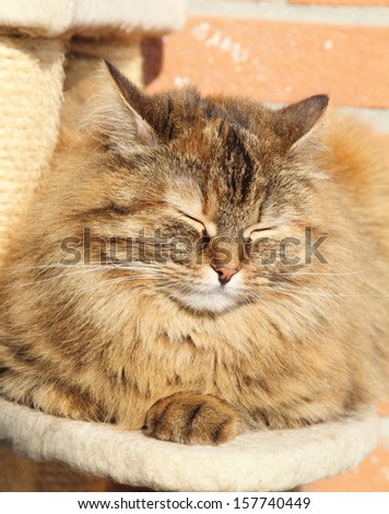 tricolor cat on the scratching post, female of siberian breed