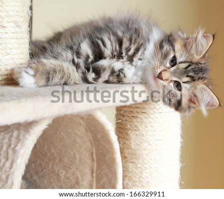 Brown Puppy Of Siberian Cat On The Scratching Post