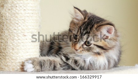 brown puppy of siberian cat on the scratching post