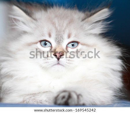 neva masquerade version of siberian cat, puppy at two months