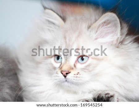 neva masquerade version of siberian cat, puppy at two months