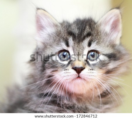 brown puppy of siberian cat