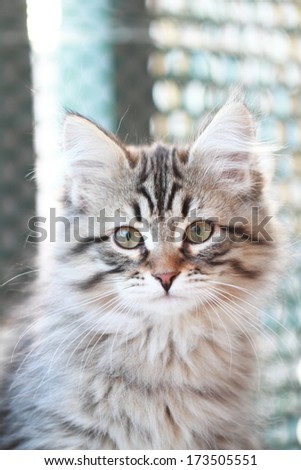 brown kitten of siberian breed at three months