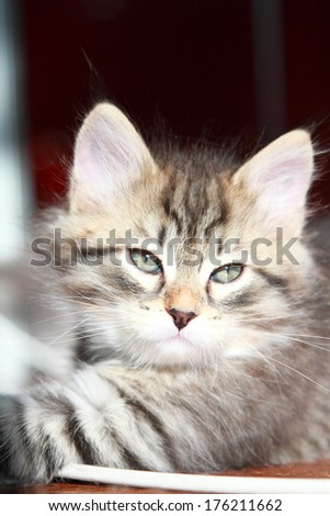 brown kitten of siberian cat at two months