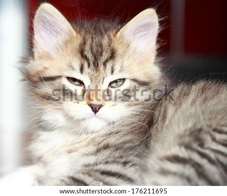 brown kitten of siberian cat at two months