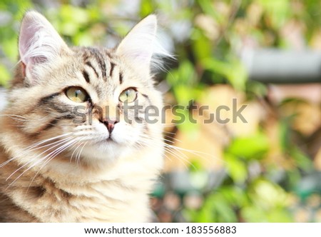 brown kitten of siberian breed at five months