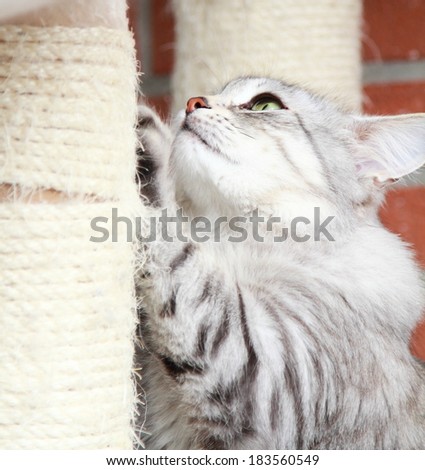 silver cat of siberian breed on the scratching post