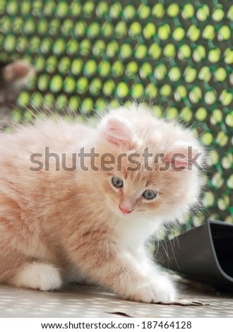 cream puppy of siberian cat at one month
