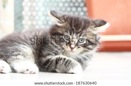 brown kitten of siberian breed at one month