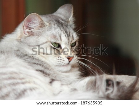 silver cat of siberian breed, female