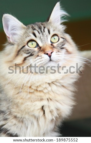siberian kitten at six months, brown version