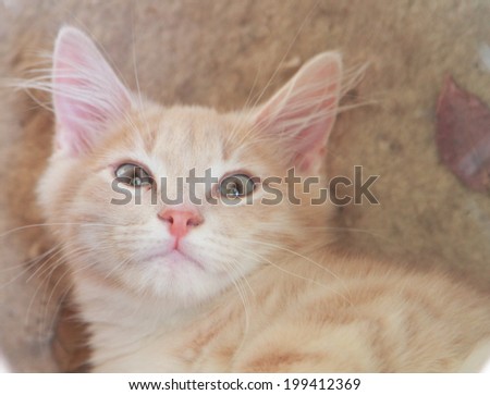 cream puppy of siberian cat at four months