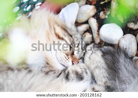 sweet dreams for a tender kitten, siberian breed