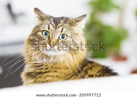 brown female cat of siberian breed, long haired type three years old